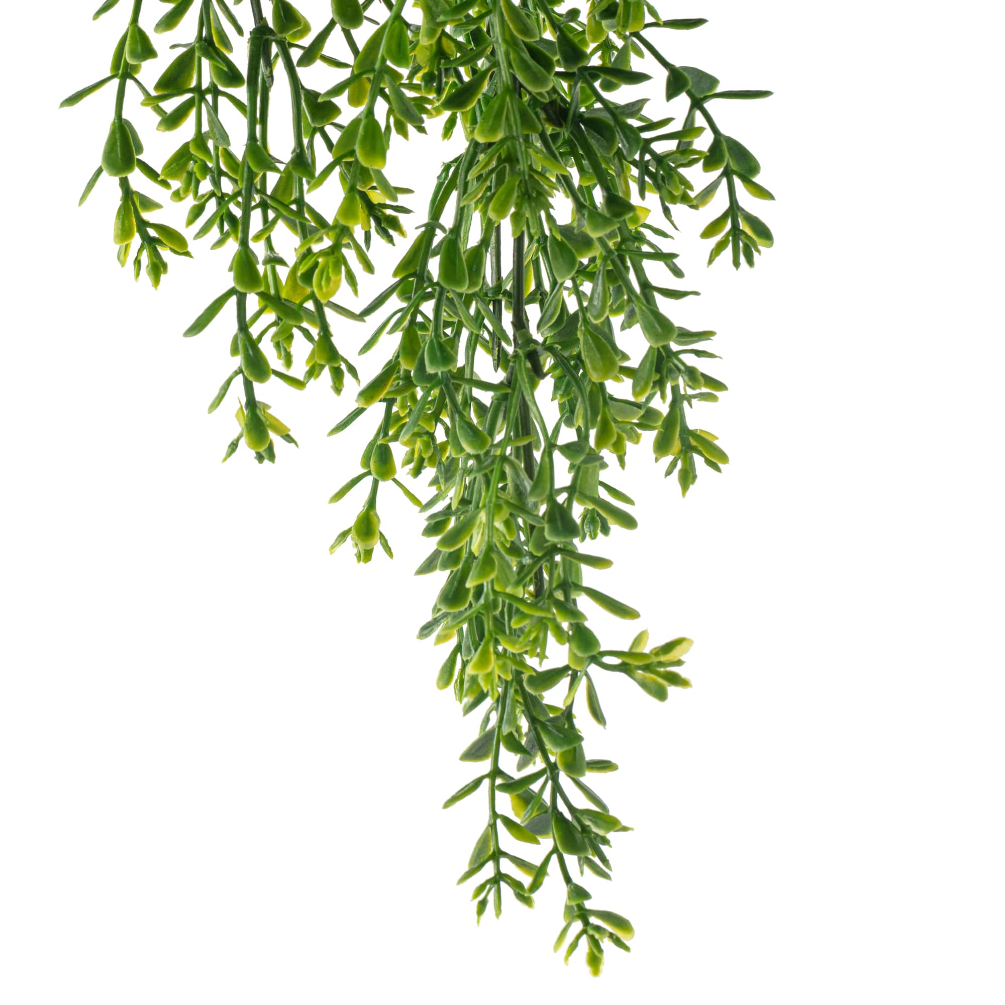 Green Boxwood Bush by Ashland®